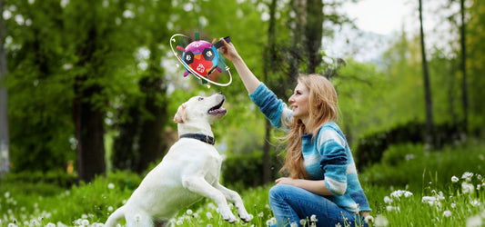 How to Keep a Dog Entertained Without a Dog Park