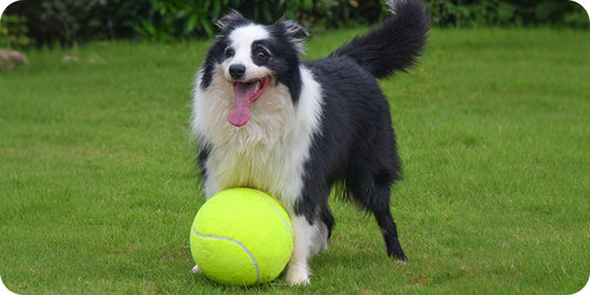 Best Outdoor Toys for Large Dogs: A Practical Buying Guide