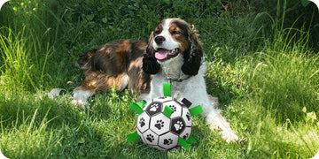 Are Soccer Balls Safe for Dogs? What Dog Owners Should Know