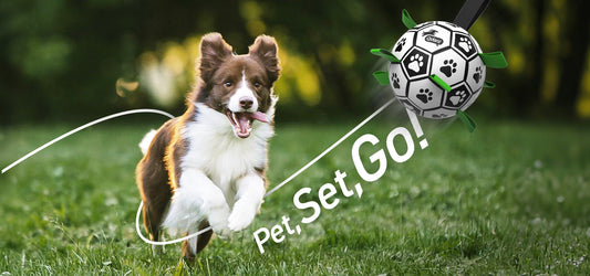 Physical Exercise vs Mental Enrichment for Dogs: What’s the Difference?