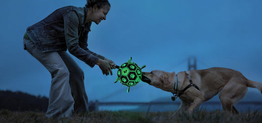 How to Exercise Your Dog When You’re Short on Time